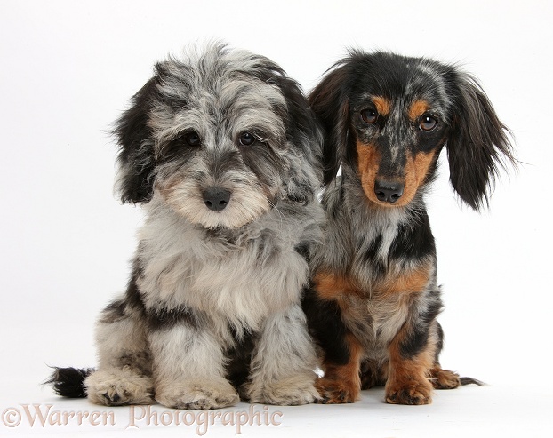 Fluffy black-and-grey Daxie-doodle pup, Pebbles, with black-and-tan Dachshund bitch, Puzzel, white background