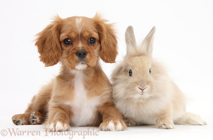 Cavalier King Charles Spaniel pup, Star, with Sandy rabbit, white background