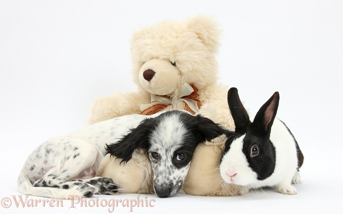 Black-and-white Border Collie x Cocker Spaniel puppy, 11 weeks old, lounging on a cream teddy bear, with Dutch rabbit, white background