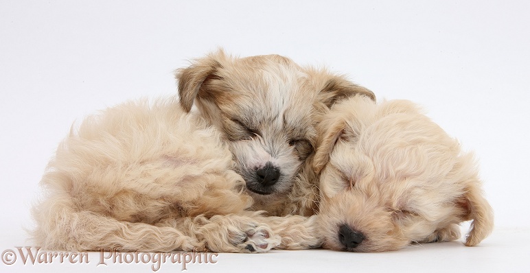 Bichon Frise x Yorkshire Terrier pups, 6 weeks old, asleep, white background