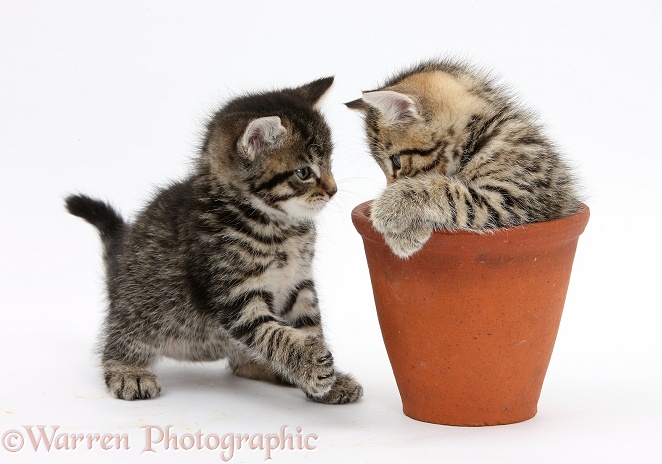 Cute tabby kittens, Stanley and Fosset, 6 weeks old, playing with a flowerpot, white background