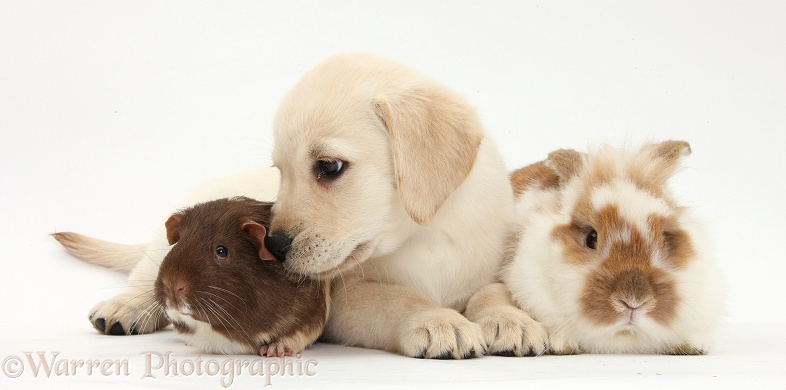 Yellow Labrador Retriever puppy, 8 weeks old, with rabbit and Guinea pig, white background