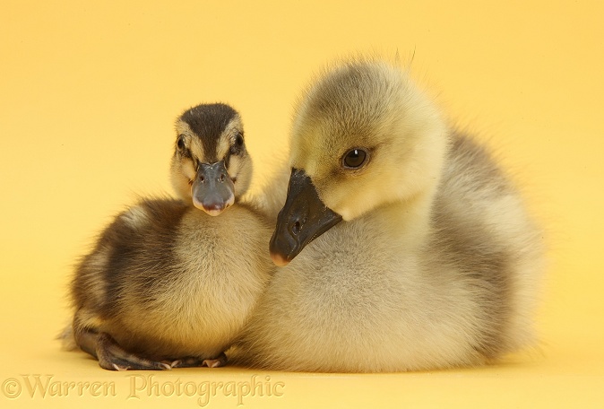 Gosling and duckling together on yellow background