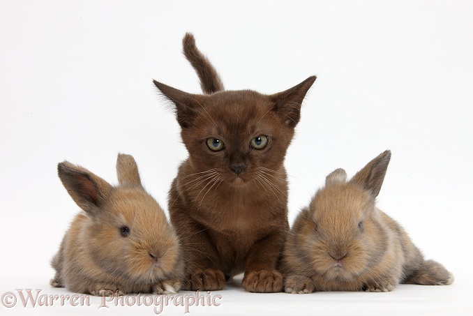 Burmese kitten with baby rabbits, white background