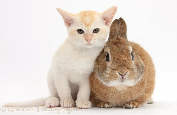 Burmese kitten and Netherland dwarf-cross rabbit, Peter, white background