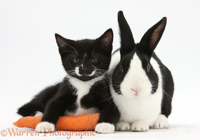 Black-and-white tuxedo male kitten, Tuxie, 8 weeks old, and black-and-white Dutch rabbit, white background