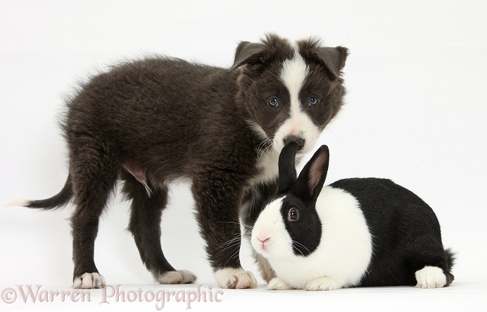 Blue-and-white Border Collie pup and black Dutch rabbit, white background