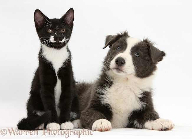 Blue-and-white Border Collie pup and black-and-white tuxedo kitten, Tuxie, 11 weeks old, white background