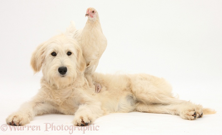 Goldendoodle bitch, Jasmine, 6 months old, and bantam chicken, white background