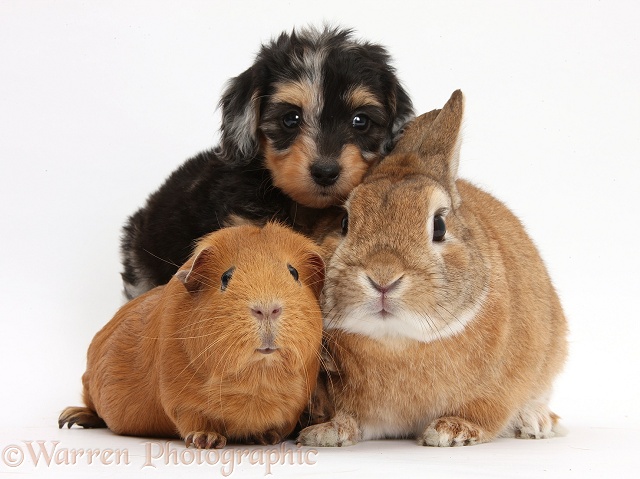 Black-and-tan Daxie-doodle pup with red Guinea pig and Netherland Dwarf-cross rabbit, Peter, white background