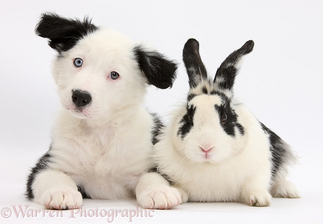 Black-and-white Border Collie pup and black-and-white rabbit, Bandit, white background