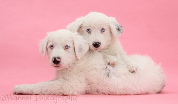 Mostly white Border Collie pups, Dash and Gracie, 8 weeks old, on pink background. One is unilaterally deaf and the other half deaf