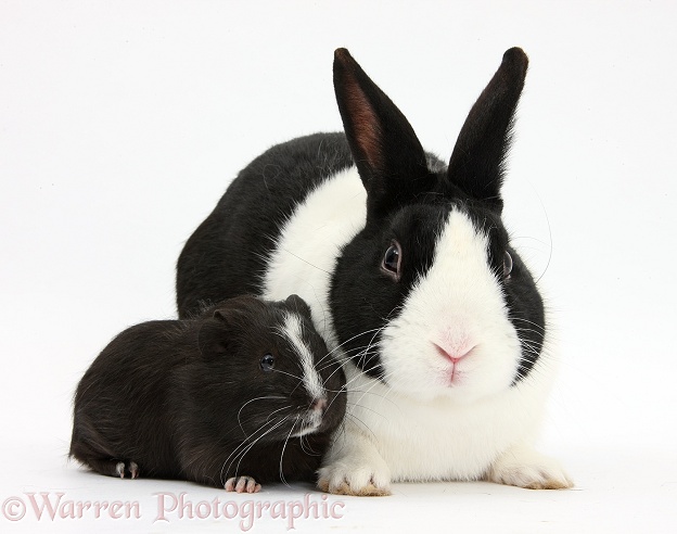 Black Dutch rabbit and black-and-white Guinea pig, white background