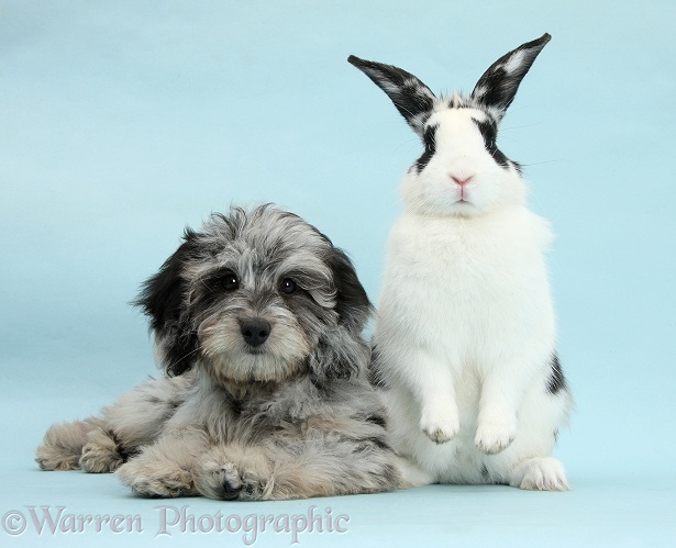Fluffy black-and-grey Daxie-doodle pup, Pebbles, with black-and-white rabbit on blue background