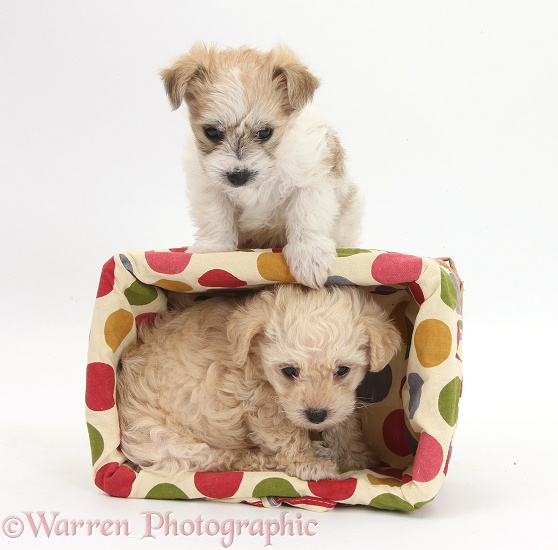 Bichon Frise x Yorkshire Terrier pups, 6 weeks old, playing with a wicker basket, white background