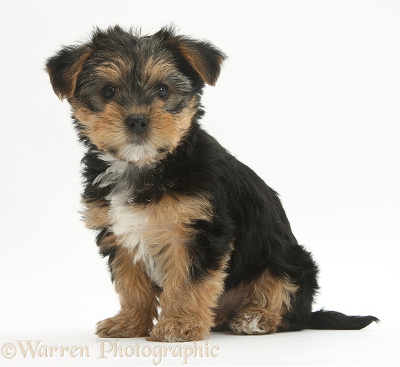 Yorkshire Terrier-cross pup, Evie, 8 weeks old, white background