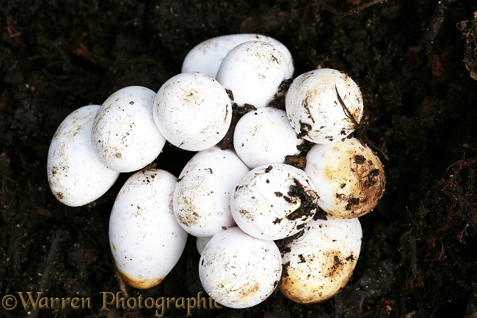 Grass Snake (Natrix natrix) eggs