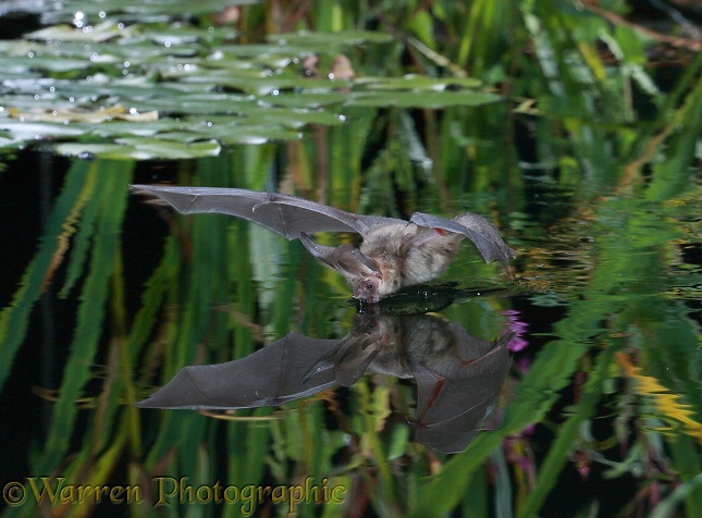 Brown Long-eared Bat (Plecotus auritus) drinking from a lily pond