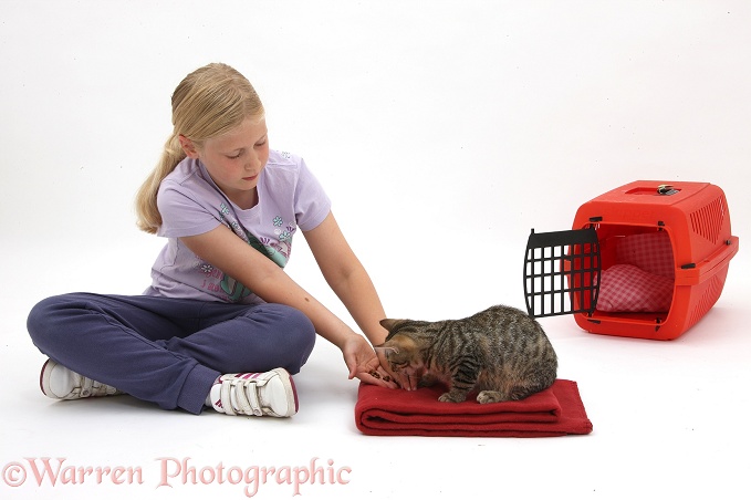 Siena rewarding tabby kitten, Stanley, 4 months old, with treats for going onto a mat, white background