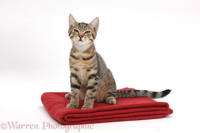 Tabby kitten, Stanley, 4 months old, on a mat, white background