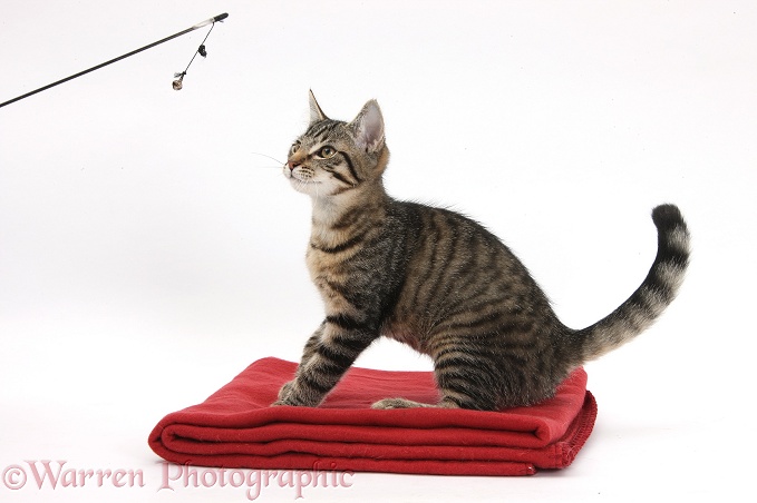 Tabby kitten, Fosset, 4 months old, on a mat, white background