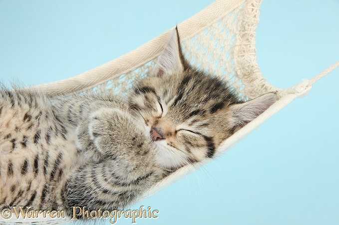 Cute tabby kitten, Stanley, 7 weeks old, sleeping in a hammock