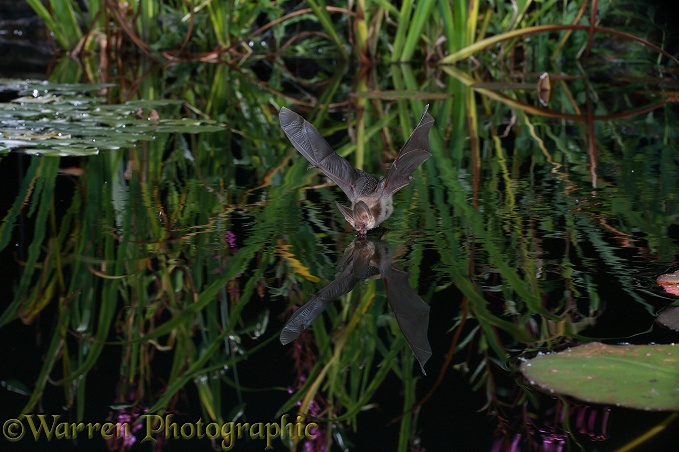 Brown Long-eared Bat (Plecotus auritus) drinking in flight from a lily pond