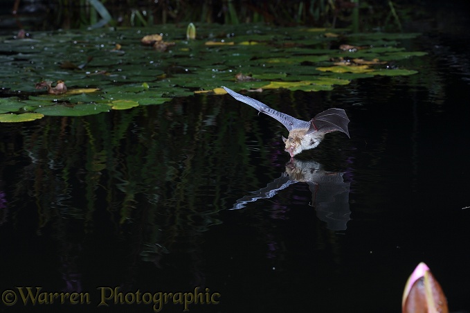 Natterer's Bat (Myotis nattereri) drinking in flight from a lily pond