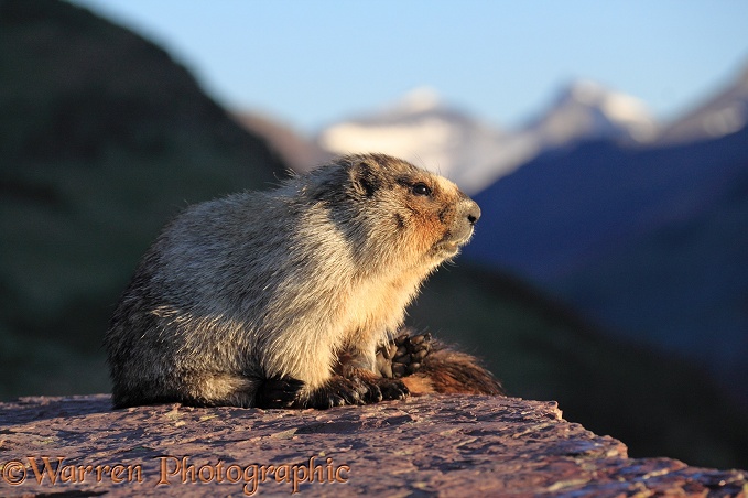 Hoary Marmot (Marmota caligata) sunning itself on a rocky ledge.  North America