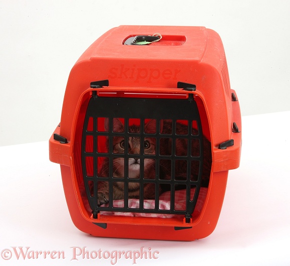 Tabby kitten, Stanley, 3 months old, in a cat carrier, white background