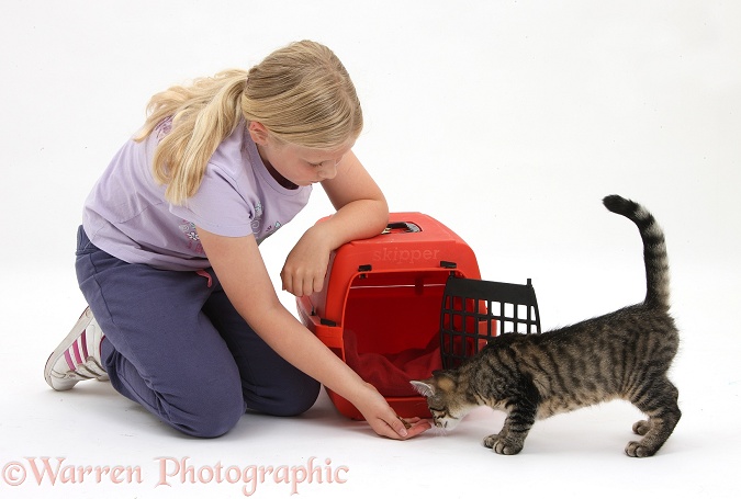 Siena leading tabby kitten, Fosset, 4 months old, into a cat carrier with treats, white background