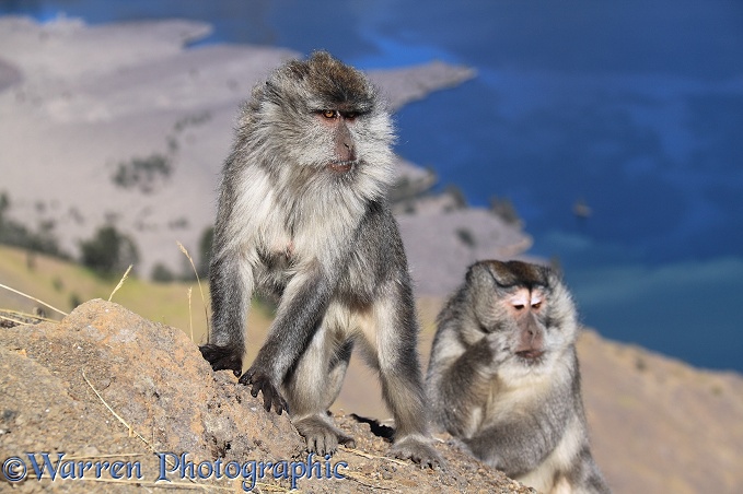 Long-tailed Macaques (Macaca fascicularis) at Rinjani.  South East Asia