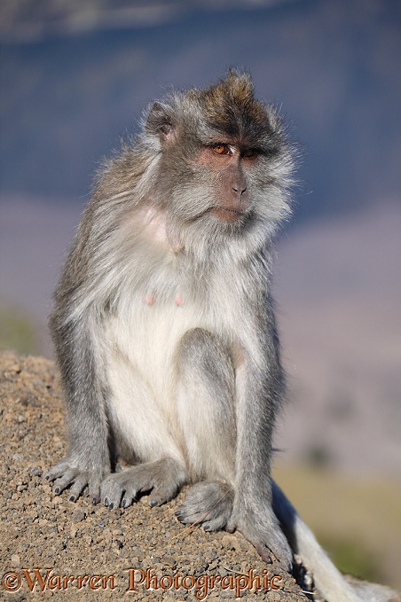 Long-tailed Macaque (Macaca fascicularis), female, at Rinjani.  South East Asia