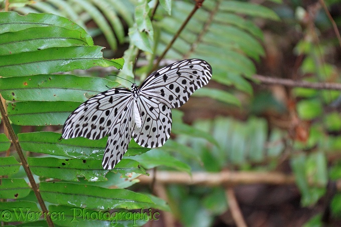 Common Tree Nymph Butterfly (Idea stolli).  Borneo