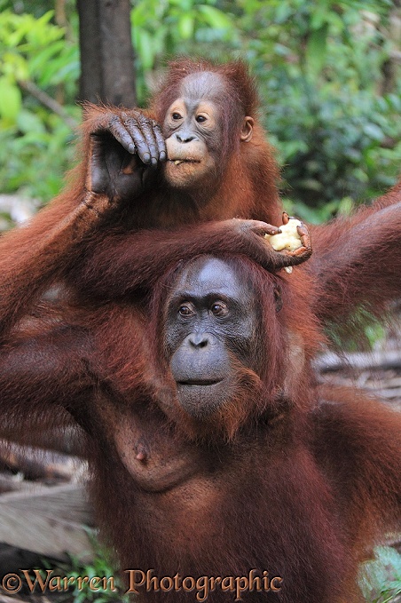 Orang Utan (Pongo pygmaeus) mother and baby.  Borneo