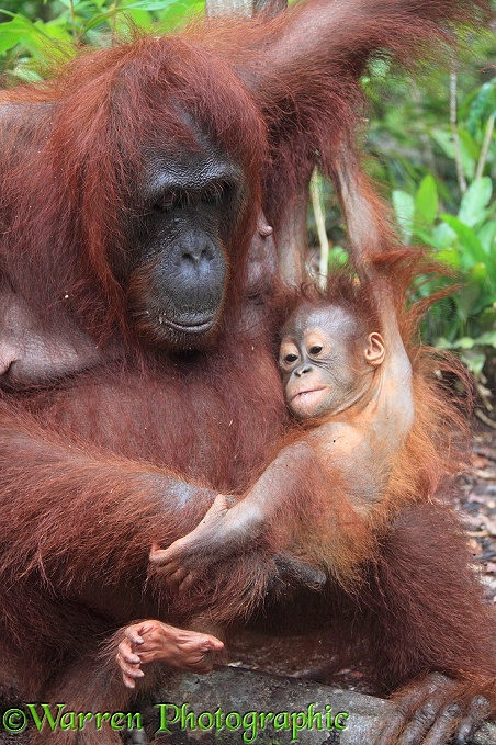 Orang Utan (Pongo pygmaeus) mother and baby.  Borneo