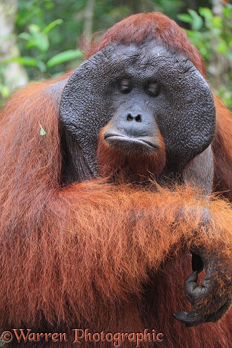 Orang Utan (Pongo pygmaeus) dominant male.  Borneo