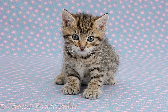 Cute tabby kitten, Stanley, 6 weeks old, on flowery background