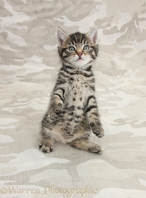Cute tabby kitten, Fosset, 7 weeks old, standing up on khaki camouflage background