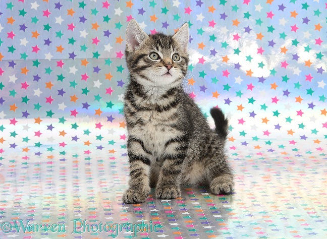 Cute tabby kitten, Fosset, 9 weeks old, sitting on starry background and looking up