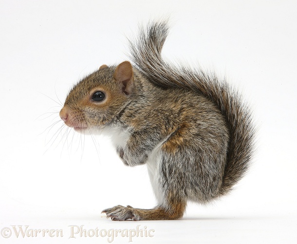 Young Grey Squirrel (Sciurus carolinensis), white background