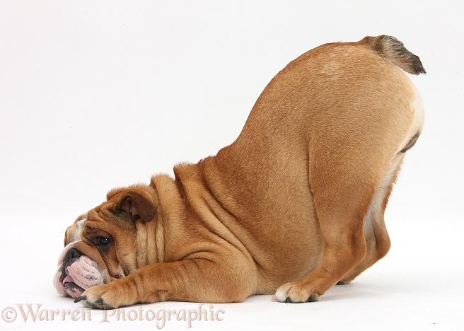 Bulldog in play-bow, white background