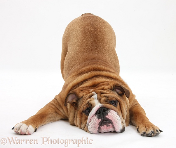 Bulldog in play-bow, white background
