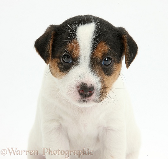 Jack Russell Terrier puppy, 4 weeks old, white background