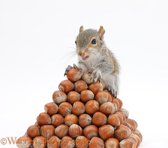 Young Grey Squirrel (Sciurus carolinensis) with pyramid of hazel nuts, white background