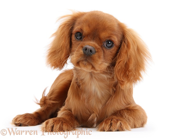 Ruby Cavalier King Charles Spaniel pup, Flame, 12 weeks old, white background