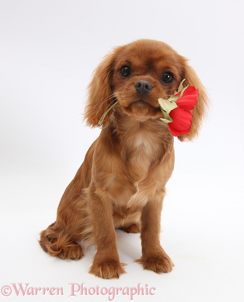 Ruby Cavalier King Charles Spaniel pup, Flame, 12 weeks old, holding a red rose, white background