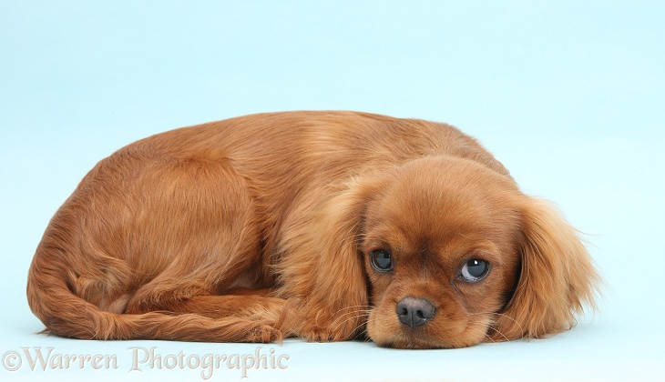 Ruby Cavalier King Charles Spaniel pup, Flame, 12 weeks old, lying on blue background