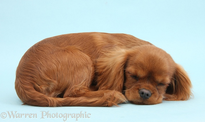 Ruby Cavalier King Charles Spaniel pup, Flame, 12 weeks old, sleeping on blue background