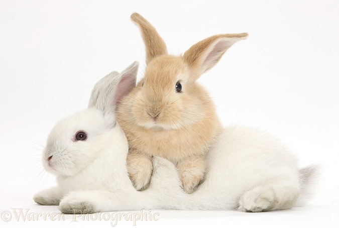 Sandy rabbit lounging over white rabbit, white background